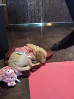 AKC Miss Athena, a female Golden Retriever for sale in Shelton, WA – Photo 1 of 2