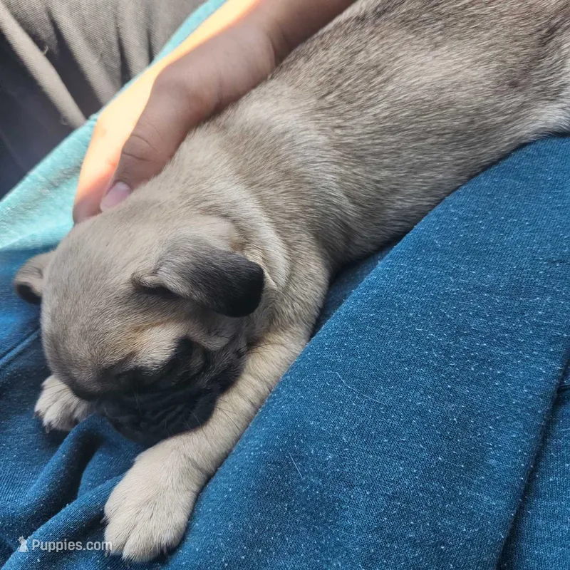 Cuddles – Pug puppy for sale in Shelton, WA