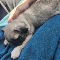 Cuddles, a female Pug for sale in Shelton, WA – 1 of 1