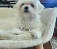 Buddy, a male Maltese for sale in Shelton, WA – 1 of 3