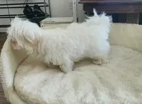 Buddy, a male Maltese for sale in Shelton, WA – 3 of 3