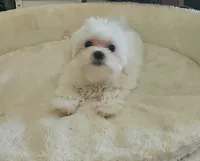 Buddy, a male Maltese for sale in Shelton, WA – 2 of 3