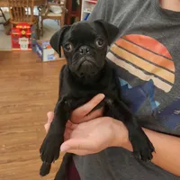 Toy male Pug, a male Pug for sale in Shelton, WA – 3 of 4