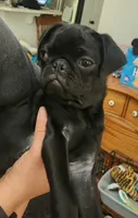Toy male Pug, a male Pug for sale in Shelton, WA – 4 of 4