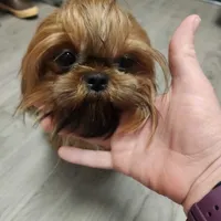 Penny, a female Shih Tzu for sale in Shelton, WA – Photo 3 of 3