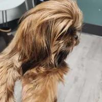 Penny, a female Shih Tzu for sale in Shelton, WA – Photo 2 of 3