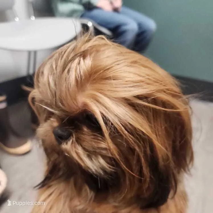 Penny, a female Shih Tzu for sale in Shelton, WA – Photo 1 of 3