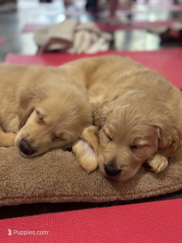 AKC Mr. Ruffy  – Golden Retriever puppy for sale in Shelton, WA