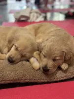 AKC Mr. Ruffy , a male Golden Retriever for sale in Shelton, WA – Photo 2 of 3