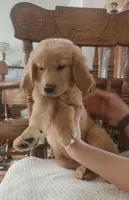 AKC Mr. Ruffy , a male Golden Retriever for sale in Shelton, WA – Photo 1 of 3