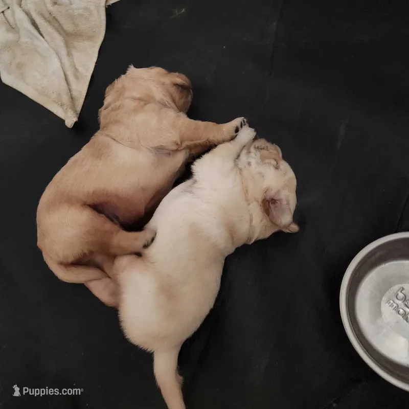 AKC Mr. Ruffy (Blue)