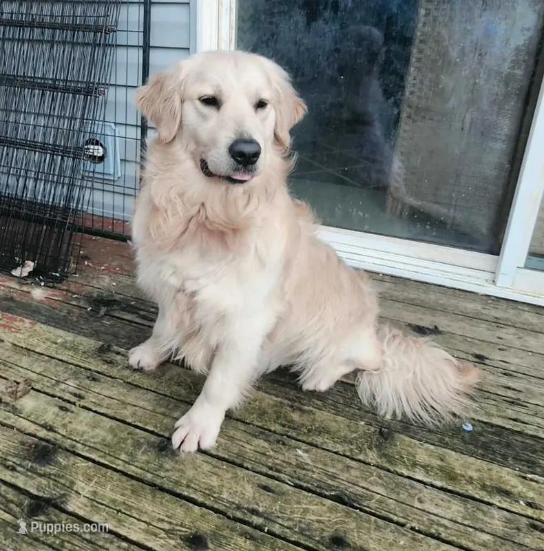 AKC Mr. Bingo Biscuit