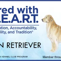 AKC Miss Priscilla , a female Golden Retriever for sale in Shelton, WA – Photo 3 of 3