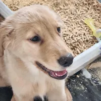 AKC Miss Penny, a female Golden Retriever for sale in Shelton, WA – Photo 3 of 6