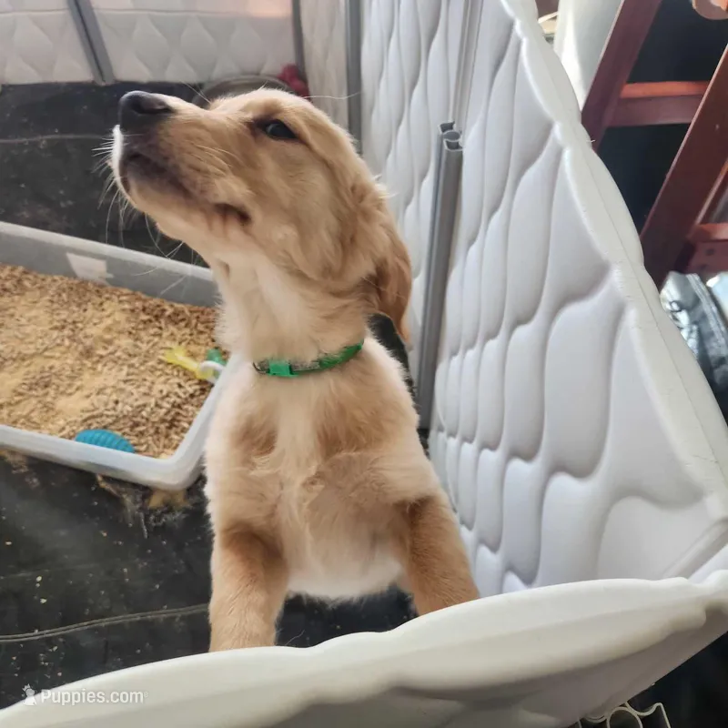 AKC Miss Penny – Golden Retriever puppy for sale in Shelton, WA
