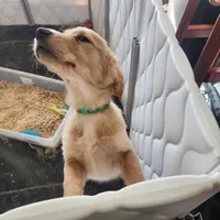 AKC Miss Penny, a female Golden Retriever for sale in Shelton, WA – Photo 5 of 6