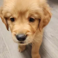 AKC Miss Priscilla , a female Golden Retriever for sale in Shelton, WA – Photo 2 of 3