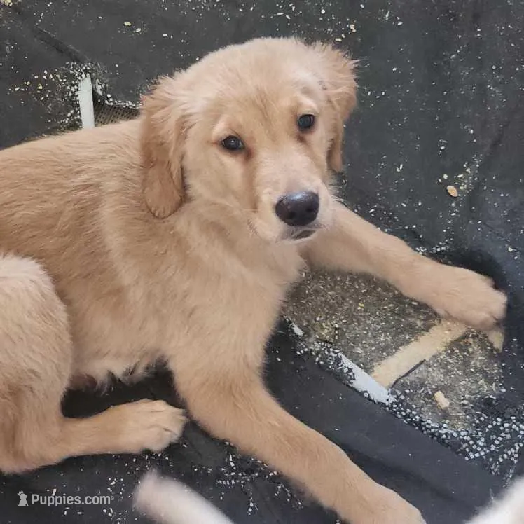 AKC Miss Penny – Golden Retriever puppy for sale in Shelton, WA