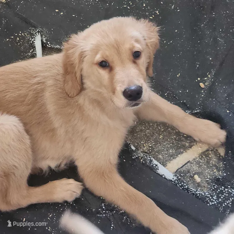 AKC Miss Priscilla  – Golden Retriever puppy for sale in Shelton, WA