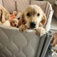 AKC Miss Puppers , a female Golden Retriever for sale in Shelton, WA – Photo 1 of 4