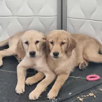 AKC Miss Penny, a female Golden Retriever for sale in Shelton, WA – Photo 4 of 6