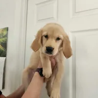 AKC Miss Puppers , a female Golden Retriever for sale in Shelton, WA – Photo 3 of 4