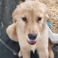 AKC Miss Penny, a female Golden Retriever for sale in Shelton, WA – Photo 2 of 6