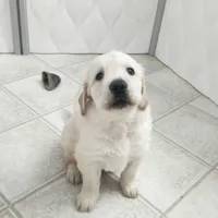 AKC Miss Princess Flash SALE!!, a female Golden Retriever for sale in Shelton, WA – Photo 1 of 2