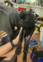 Toy male Pug, a male Pug for sale in Shelton, WA – 2 of 4