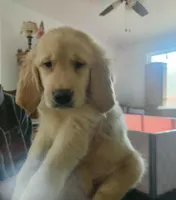 AKC Mr. Rubbles, a male Golden Retriever for sale in Shelton, WA – Photo 1 of 2