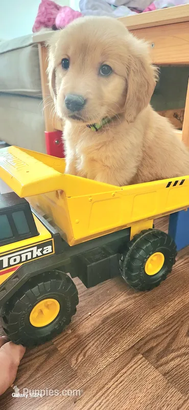 AKC Mr. Rubbles (Black)