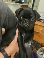 Toy male Pug, a male Pug for sale in Shelton, WA – 1 of 4