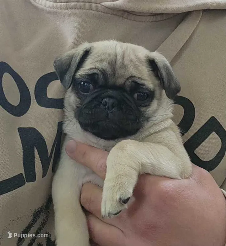 Cuddles – Pug puppy on hold in Shelton, WA