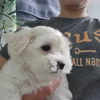 Buttons, a male Maltipoo and Maltese for sale in Shelton, WA – 2 of 2