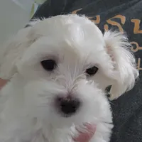 Buttons, a male Maltipoo and Maltese for sale in Shelton, WA – 1 of 2
