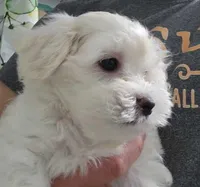 Buttons, a male Maltipoo for sale in Shelton, WA – 1 of 2