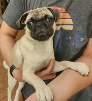 Toy Girl Pug, a female Pug for sale in Shelton, WA – 5 of 5