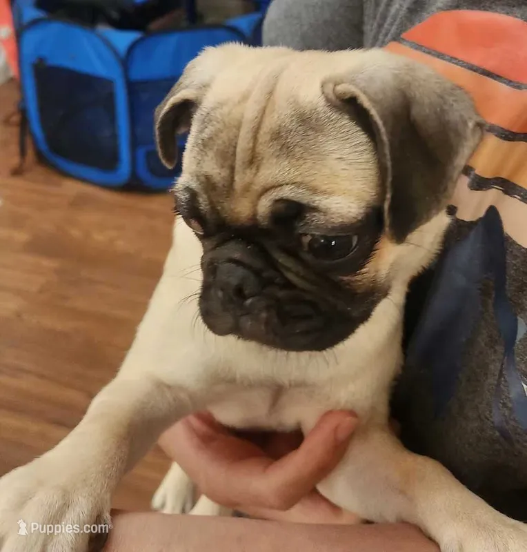 Toy Girl Pug – Pug puppy for sale in Shelton, WA