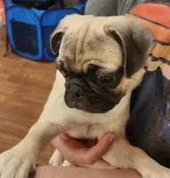 Toy Girl Pug, a female Pug for sale in Shelton, WA – 4 of 5