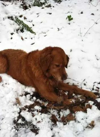 Ruby – Golden Retriever puppy for sale in Shelton, WA