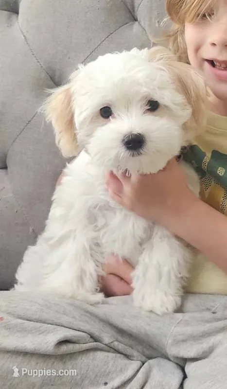 Muffins – Maltipoo puppy for sale in Shelton, WA