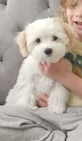 Muffins, a female Maltipoo for sale in Shelton, WA – 1 of 1