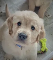 AKC Mr. Big Boy , a male Golden Retriever for sale in Shelton, WA – Photo 2 of 3
