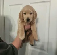 AKC Mr. Big Boy , a male Golden Retriever for sale in Shelton, WA – Photo 1 of 3