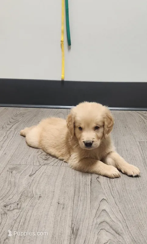 AKC Miss Daisy (Purple)