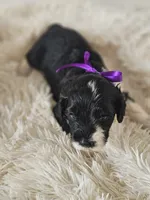 Princess, a female Portuguese Water Dog for sale in New Castle, DE – 4 of 5