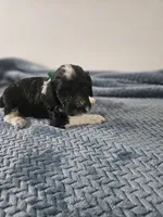 Bo, a male Portuguese Water Dog for sale in New Castle, DE – 5 of 9