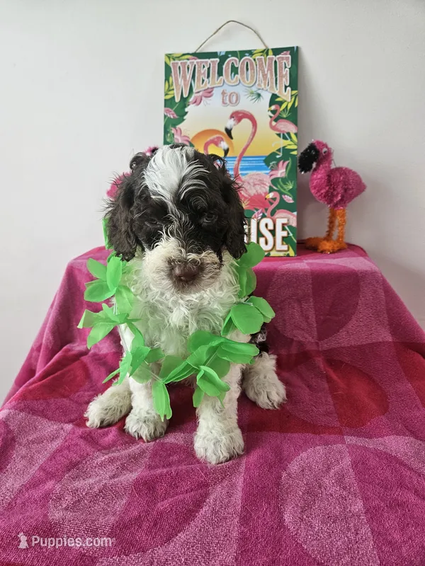 Spot – Portuguese Water Dog puppy for sale in New Castle, DE