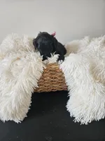 Nera, a female Portuguese Water Dog for sale in New Castle, DE – 3 of 5