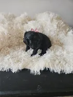 Nera, a female Portuguese Water Dog for sale in New Castle, DE – 5 of 5